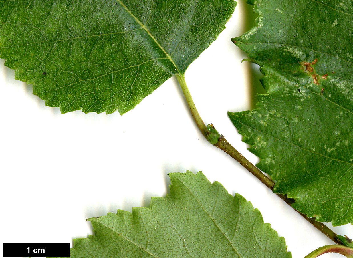 High resolution image: Family: Betulaceae - Genus: Betula - Taxon: ×caerulea (B.cordifolia × B.populifolia)